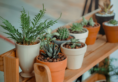 A tarefa de detectar certas plantas de fato se tornou muito mais fácil com os aplicativos de identificação de plantas através de fotos.