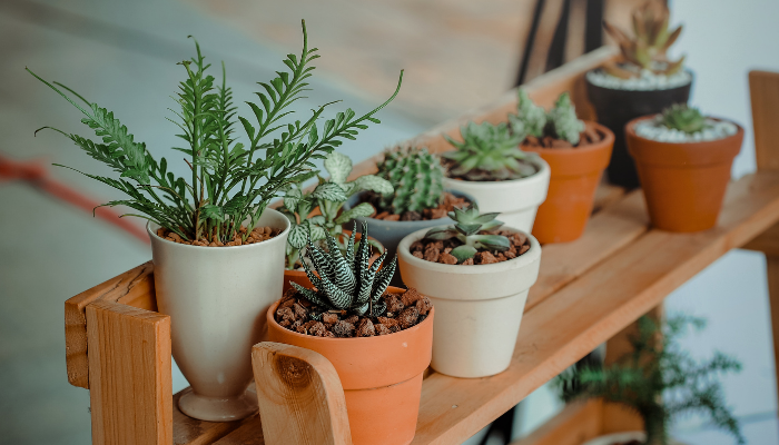 A tarefa de detectar certas plantas de fato se tornou muito mais fácil com os aplicativos de identificação de plantas através de fotos.